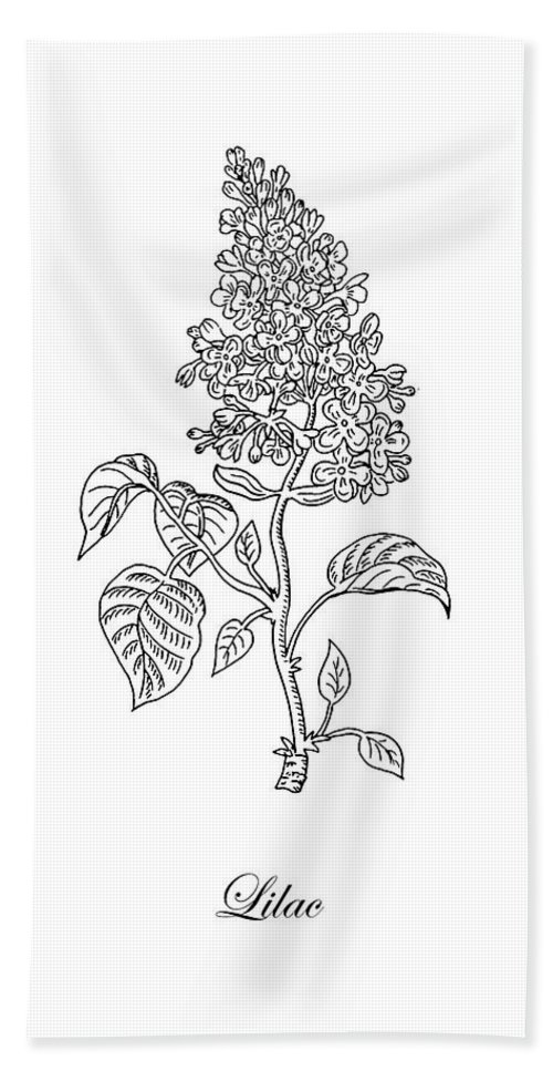 Lilac flower botanical drawing black and white beach sheet by irina sztukowski
