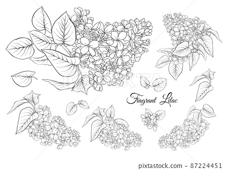 Lilac flower set in botanical classical
