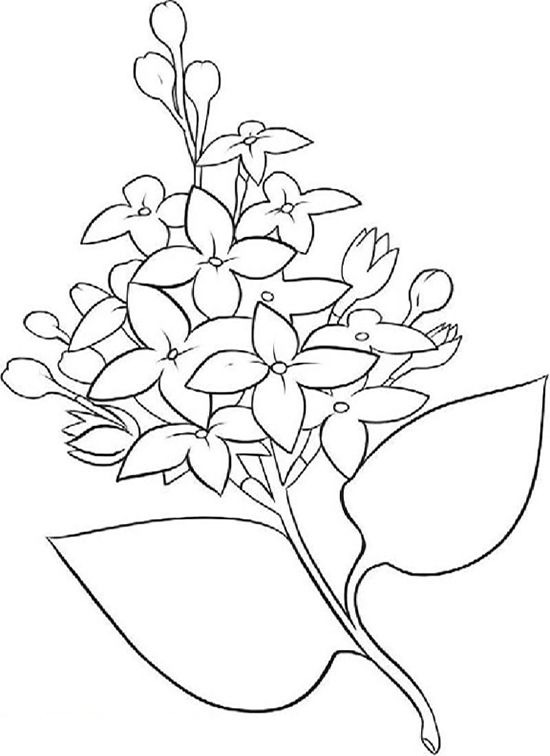 Lilac coloring pages