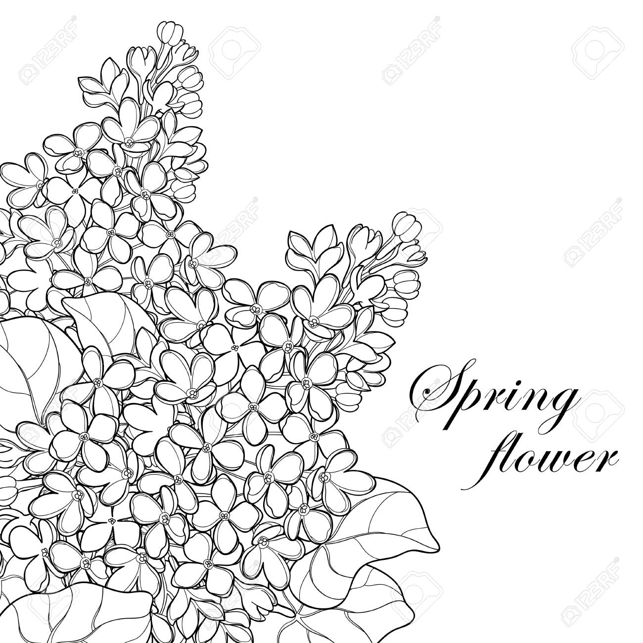 Bouquet with outline lilac or syringa flower bud and ornate leaf in black isolated on white background corner position of lilac bunch in contour style for spring design and coloring book royalty