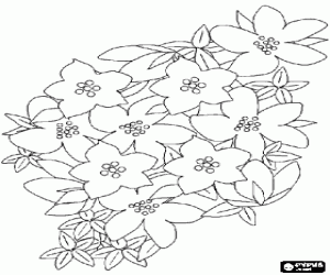 Flowers coloring pages flowers coloring book flowers printable color pages