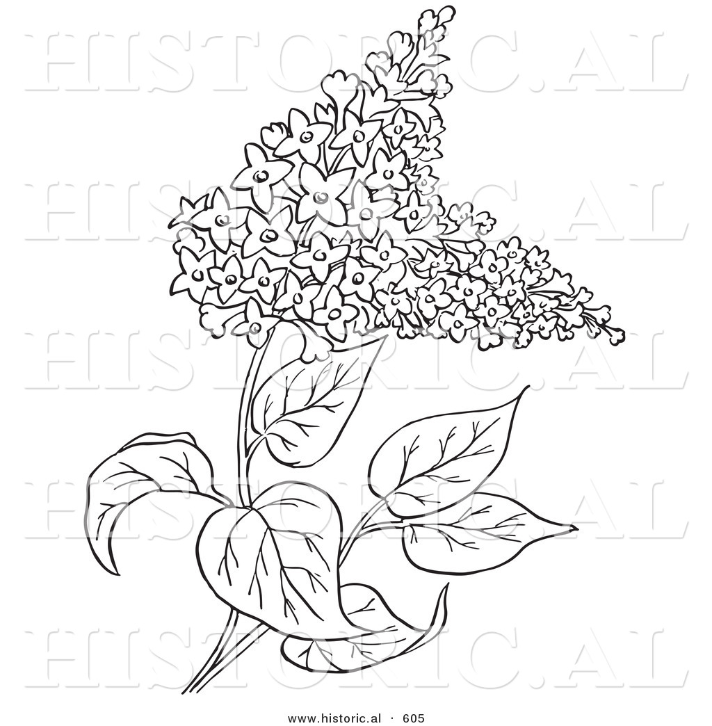 Vector illustration of lilac flowers