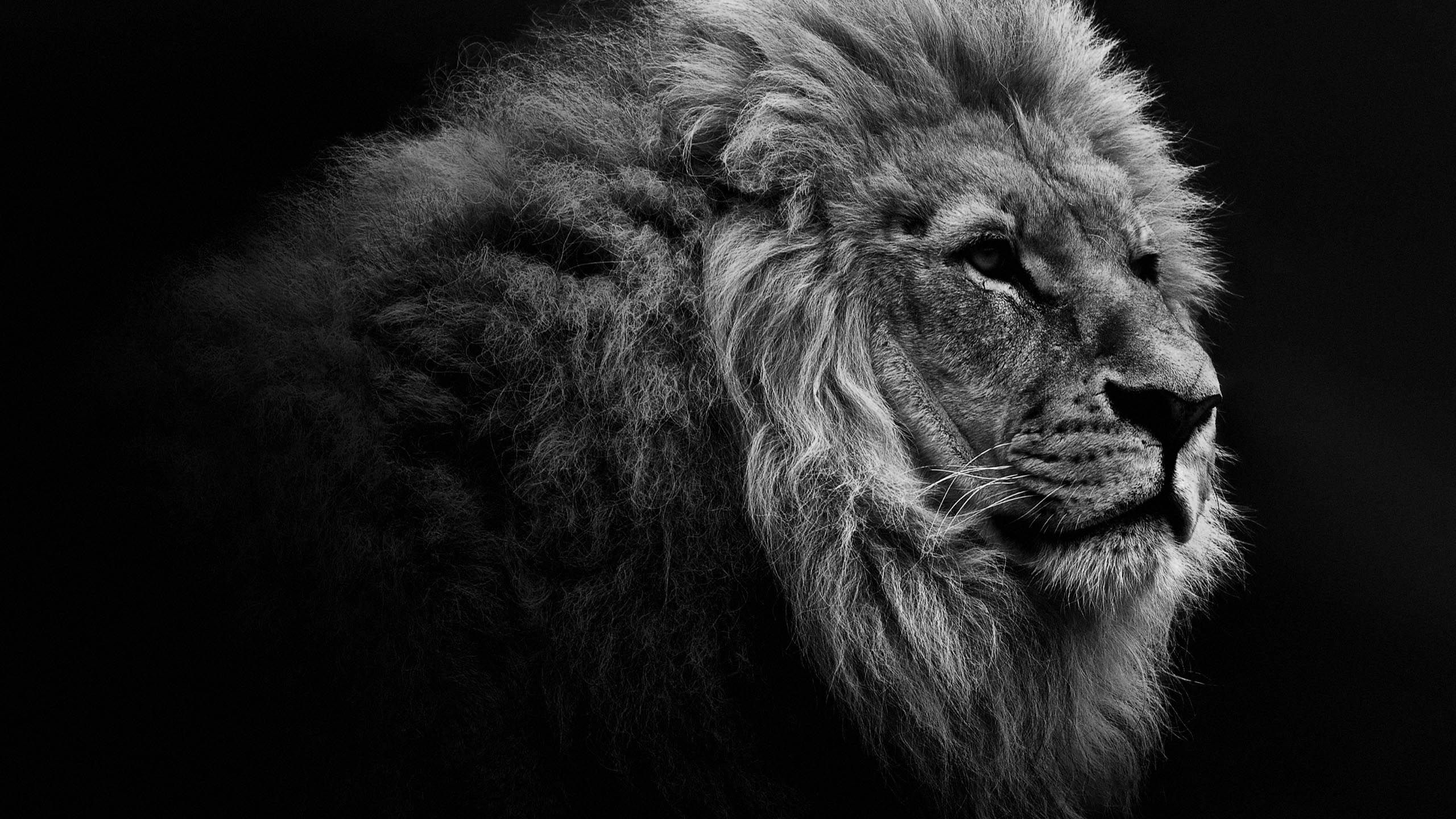 Lion desktop wallpaper