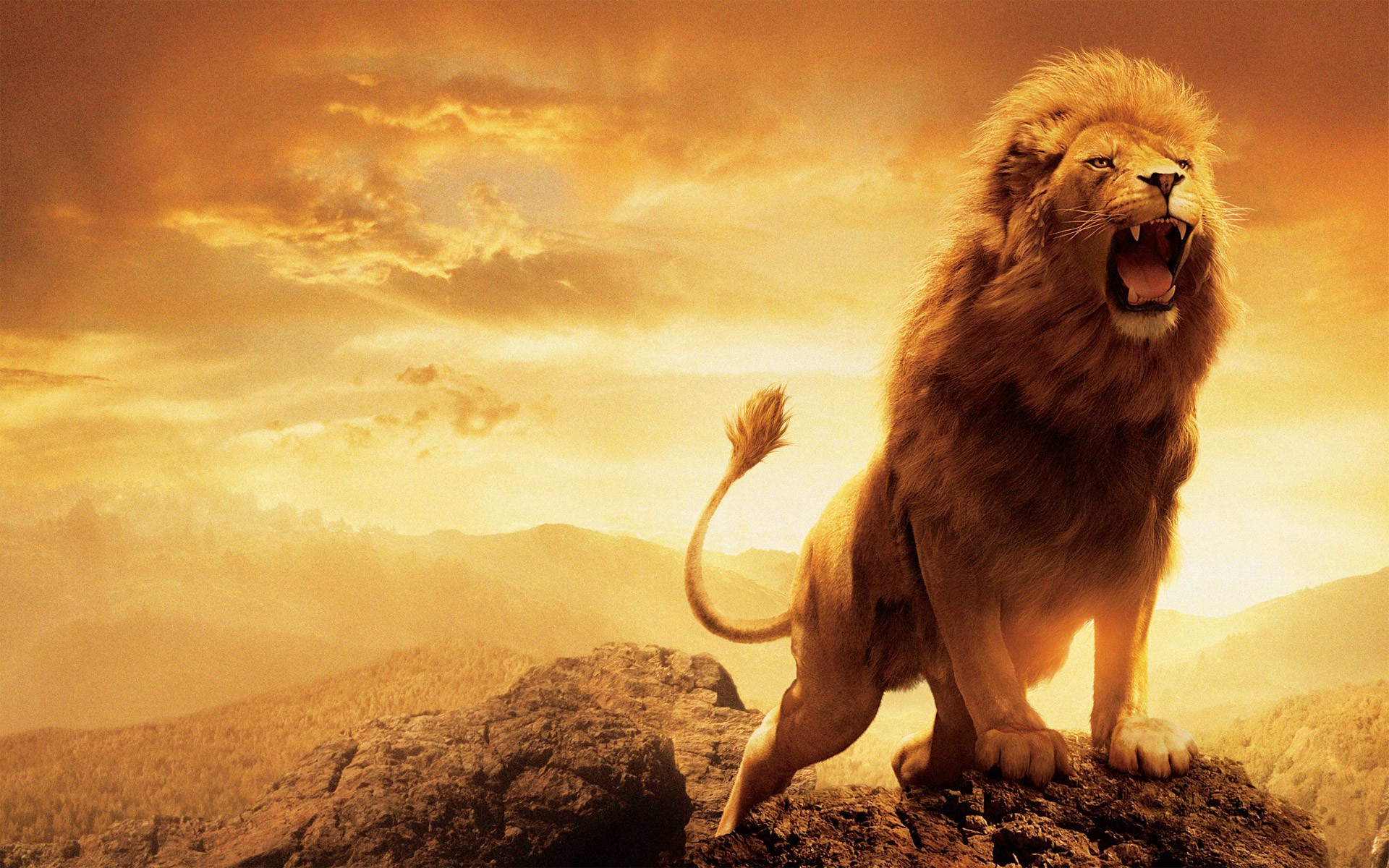 X lion wallpapers hd