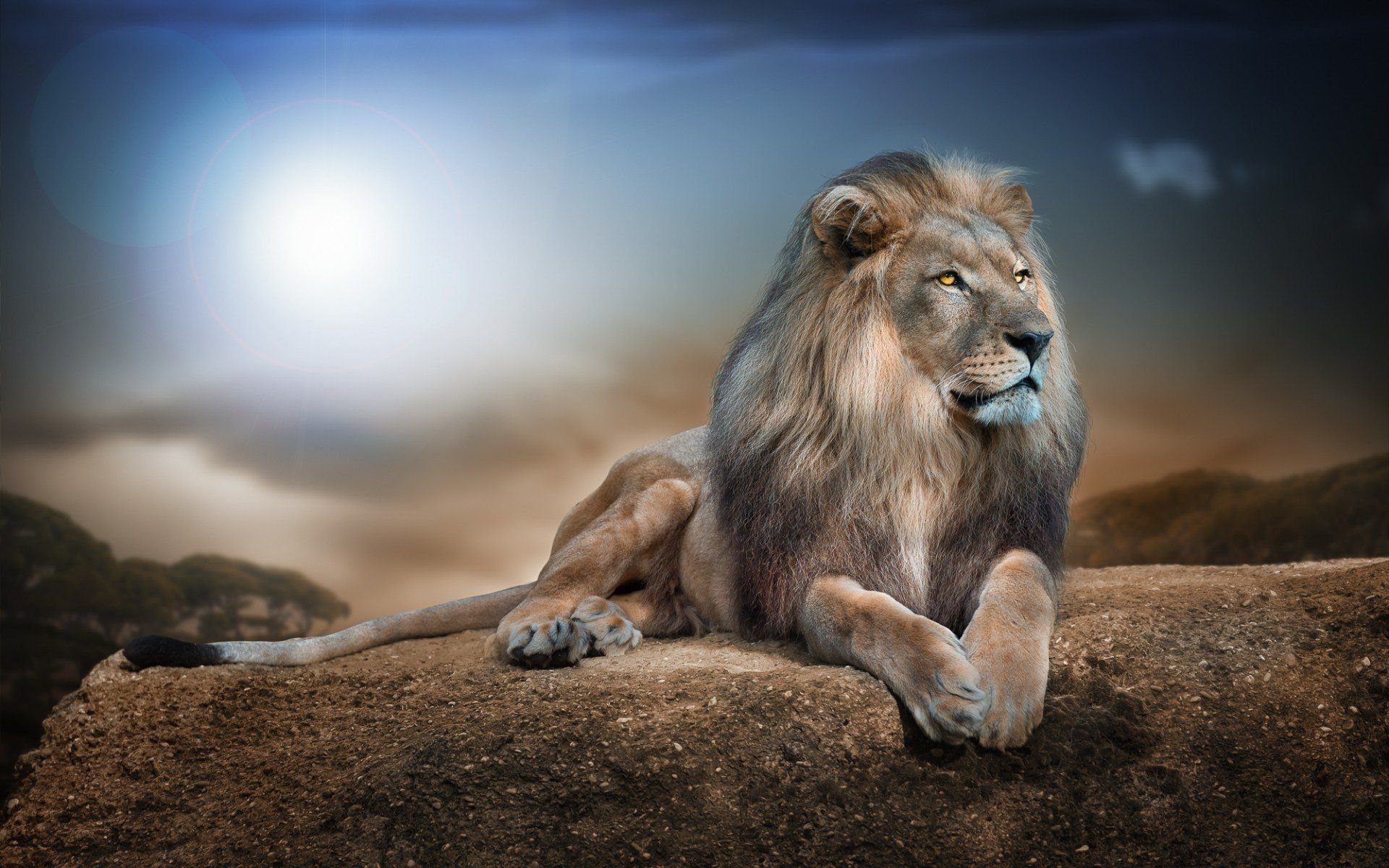 Lion wallpapers