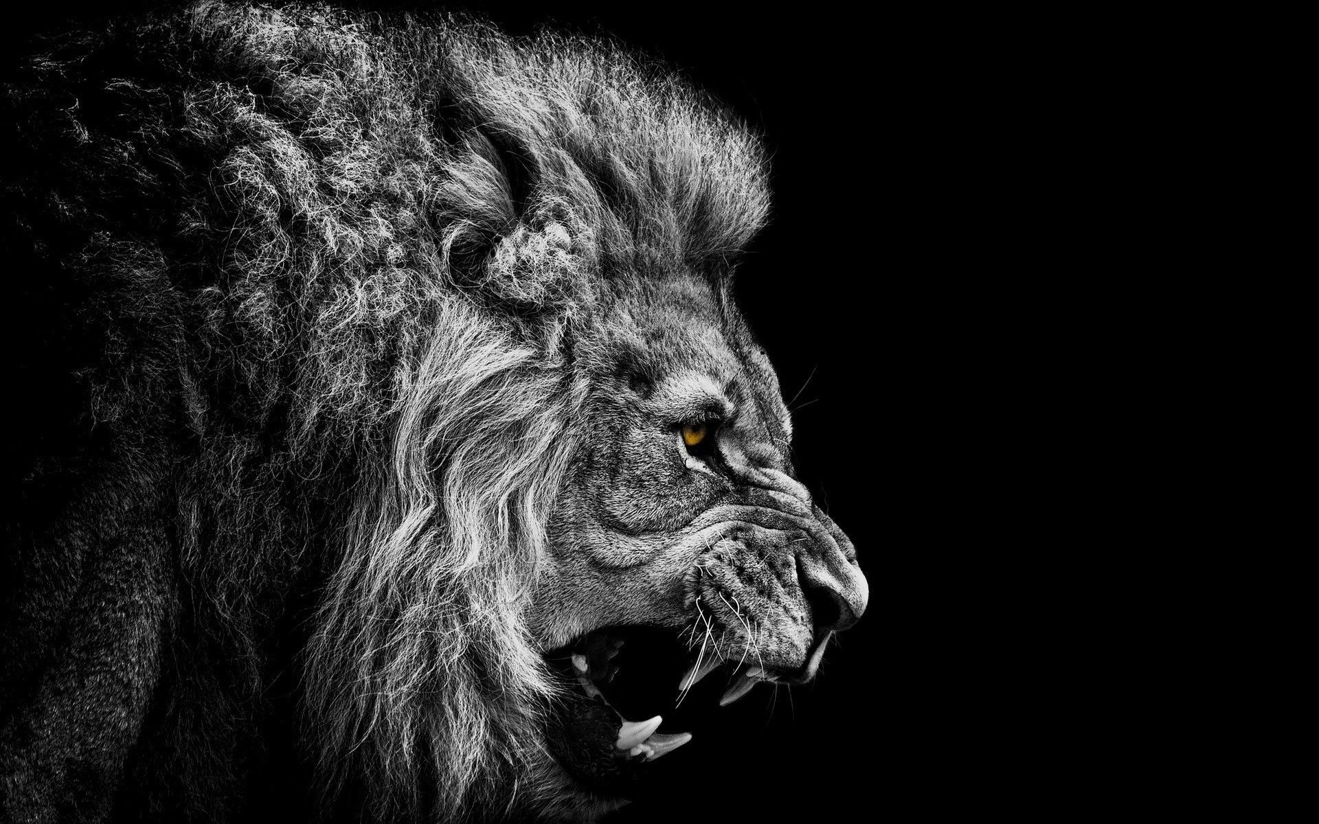 Epic lion wallpapers