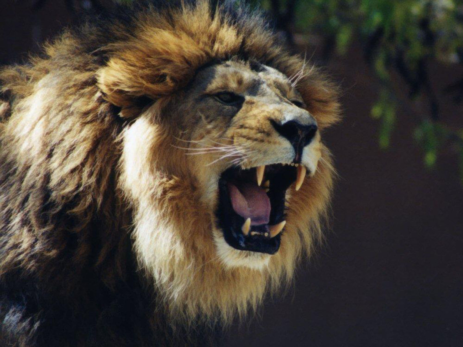 Lion roar wallpapers