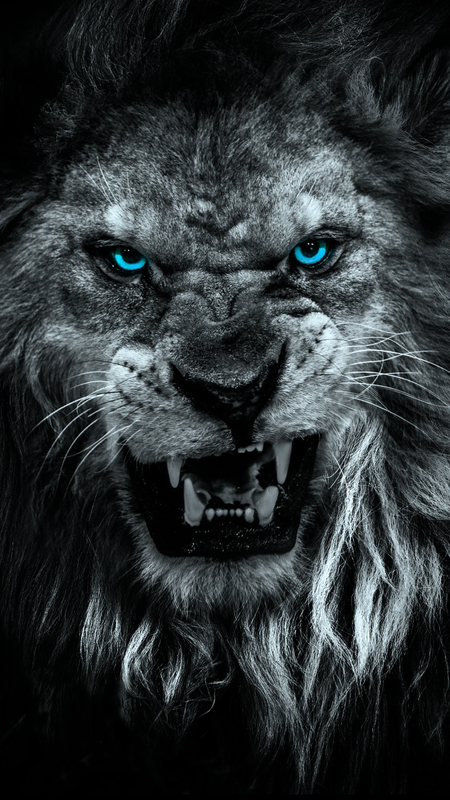 Lion roar bw