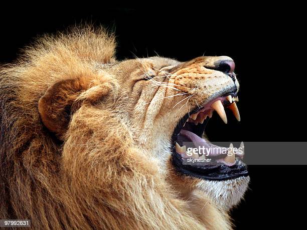 Lion roar photos and premium high res pictures