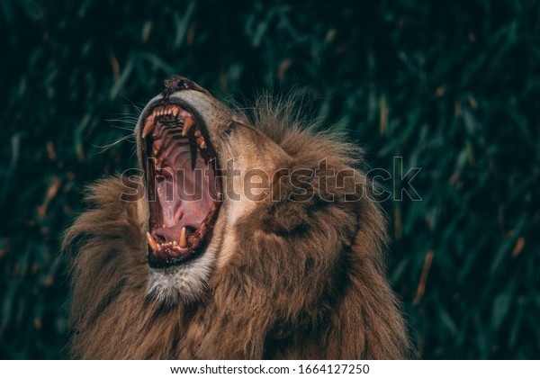 Lion king roar background wallpaper stock photo