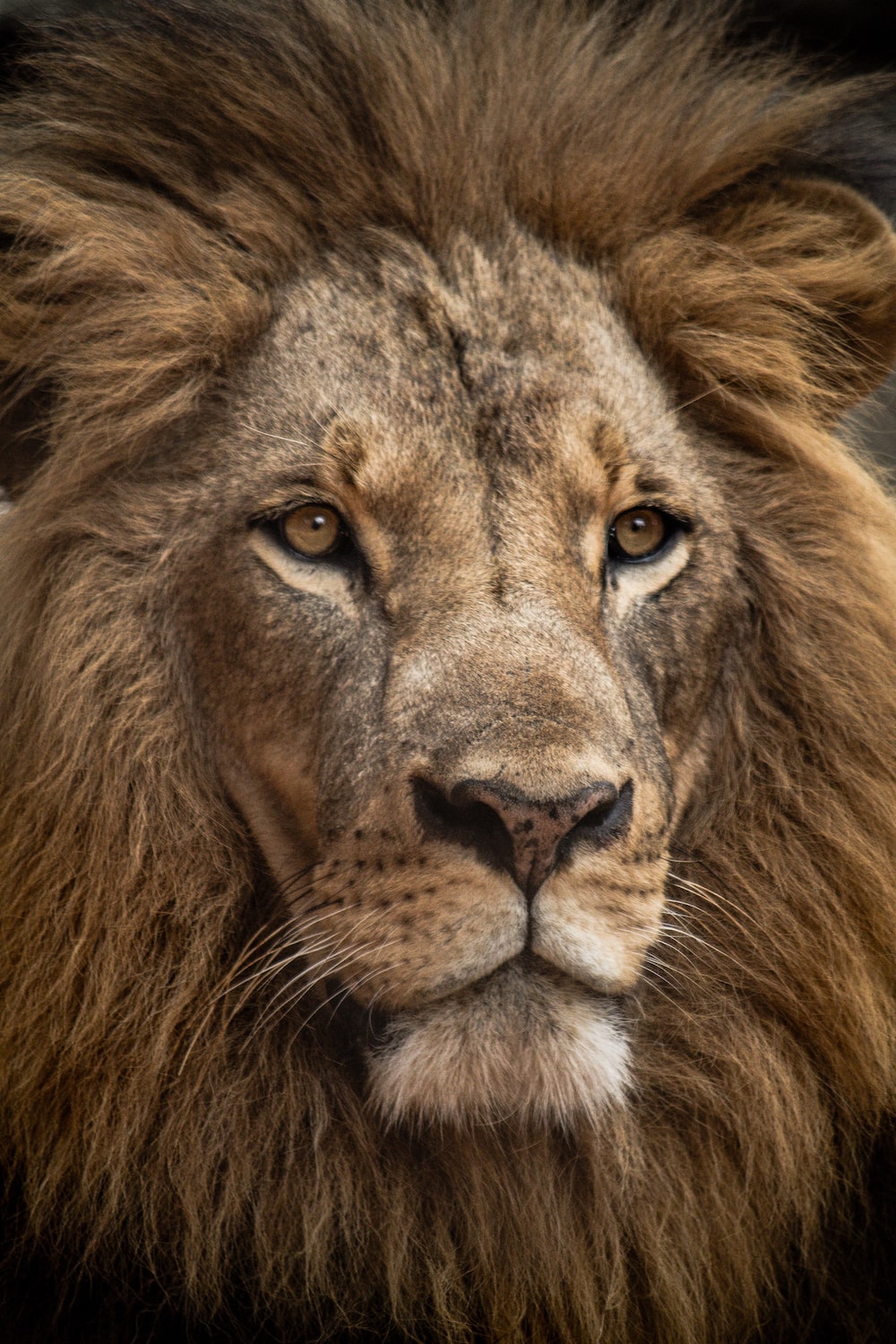 K male lion pictures download free images on