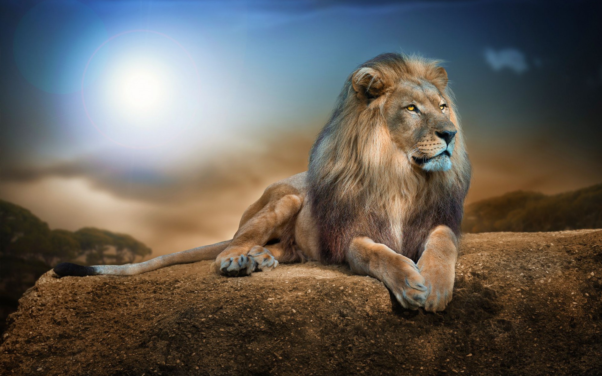 Lion hd animals k wallpapers images backgrounds photos and pictures