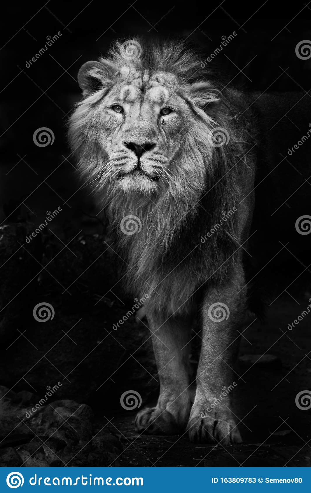 Black and white minimalistic noir photo of a man with powerful male lion in night darkness isolated on black background stock image