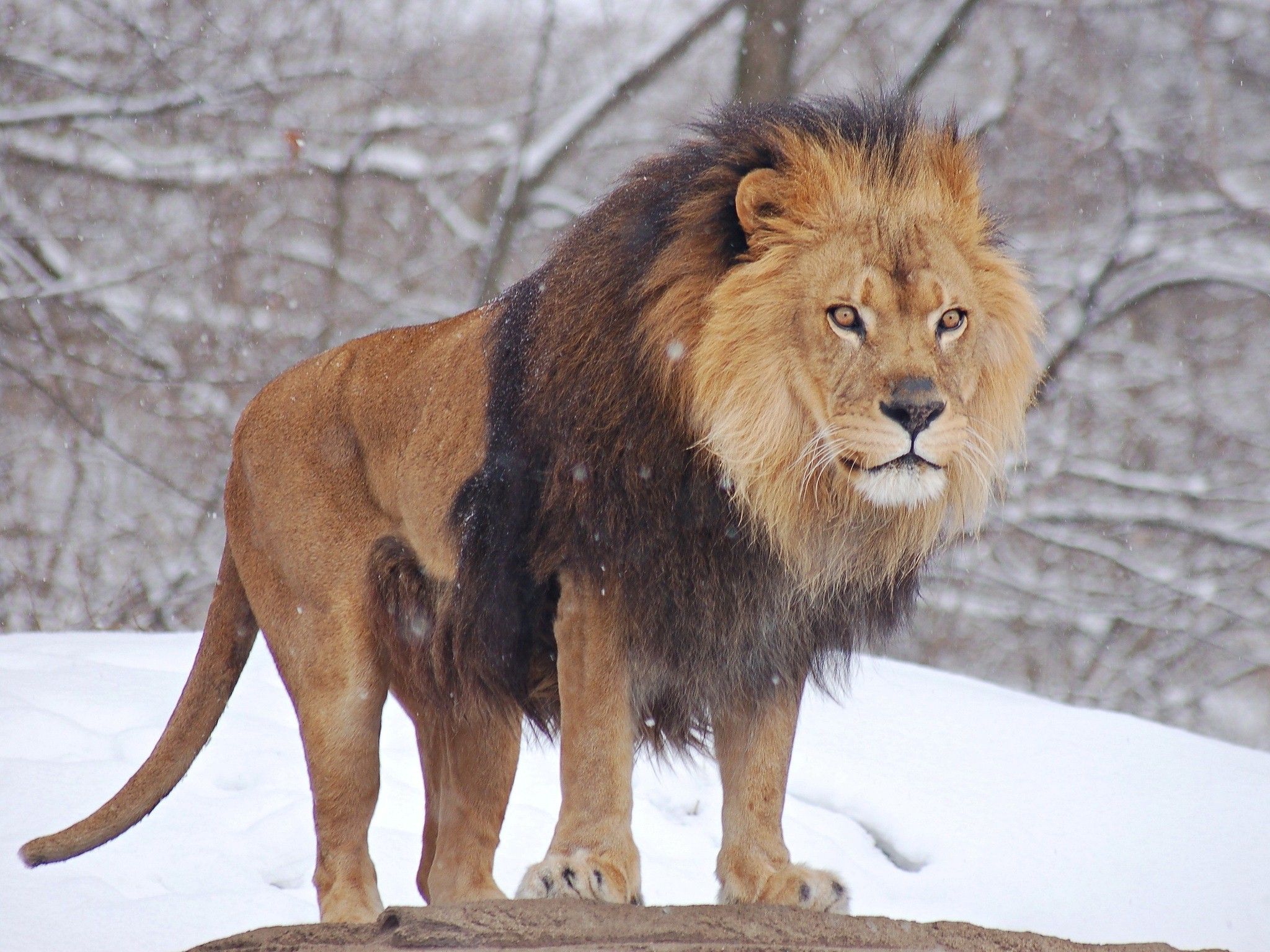 African lion walking in zoo photo hd famous wallpapers zoo photos animals scary animals