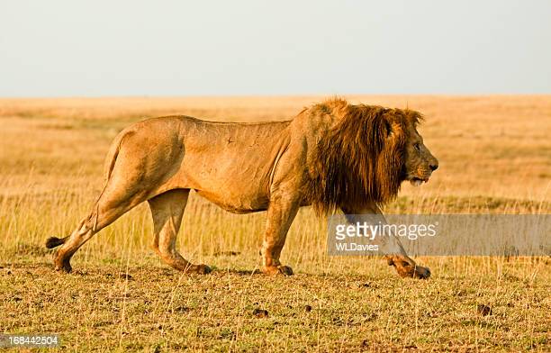 Lion walking photos and premium high res pictures