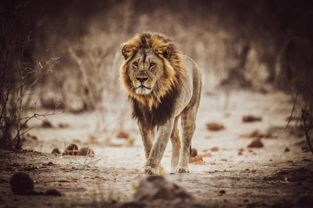Single male lion walking on a patrol in the bush in chobe in bostwana stock photo
