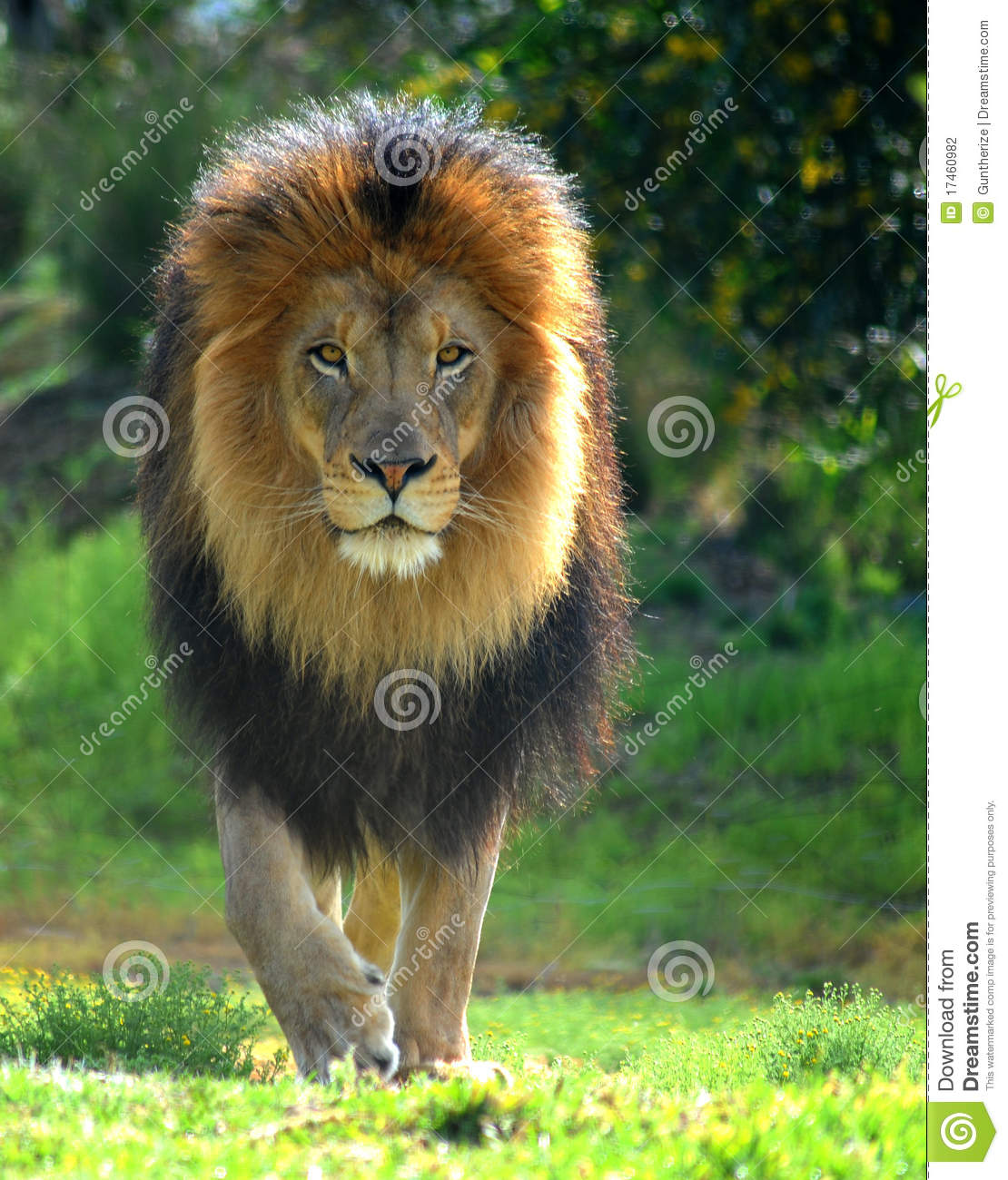 Lion walk stock photo image of african claws malelion
