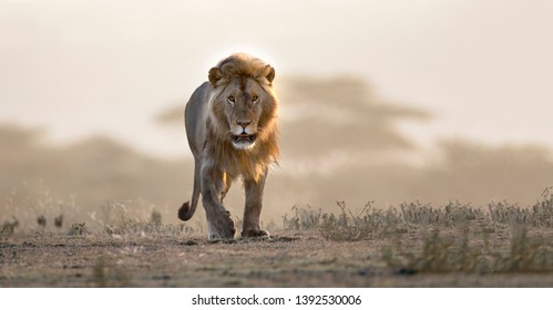 Lion walking images stock photos vectors