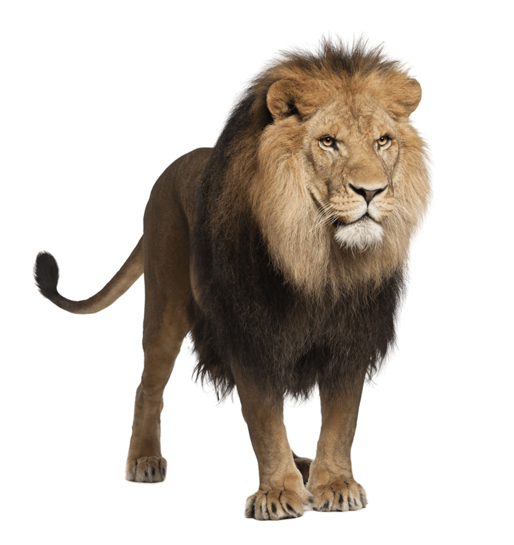 Download lion walking png image for free