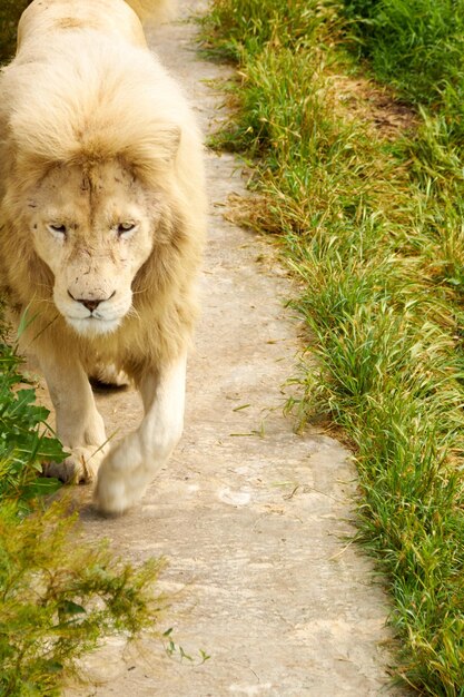 Walking lions images