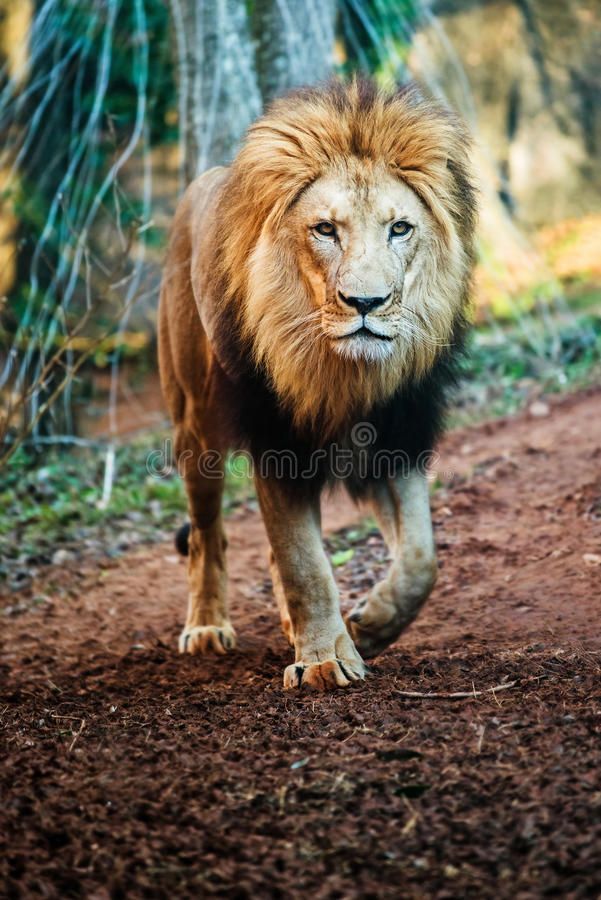Picture of a lion walking lion wallpaper animal wallpaper animals