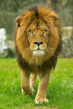Male lion walking forward
