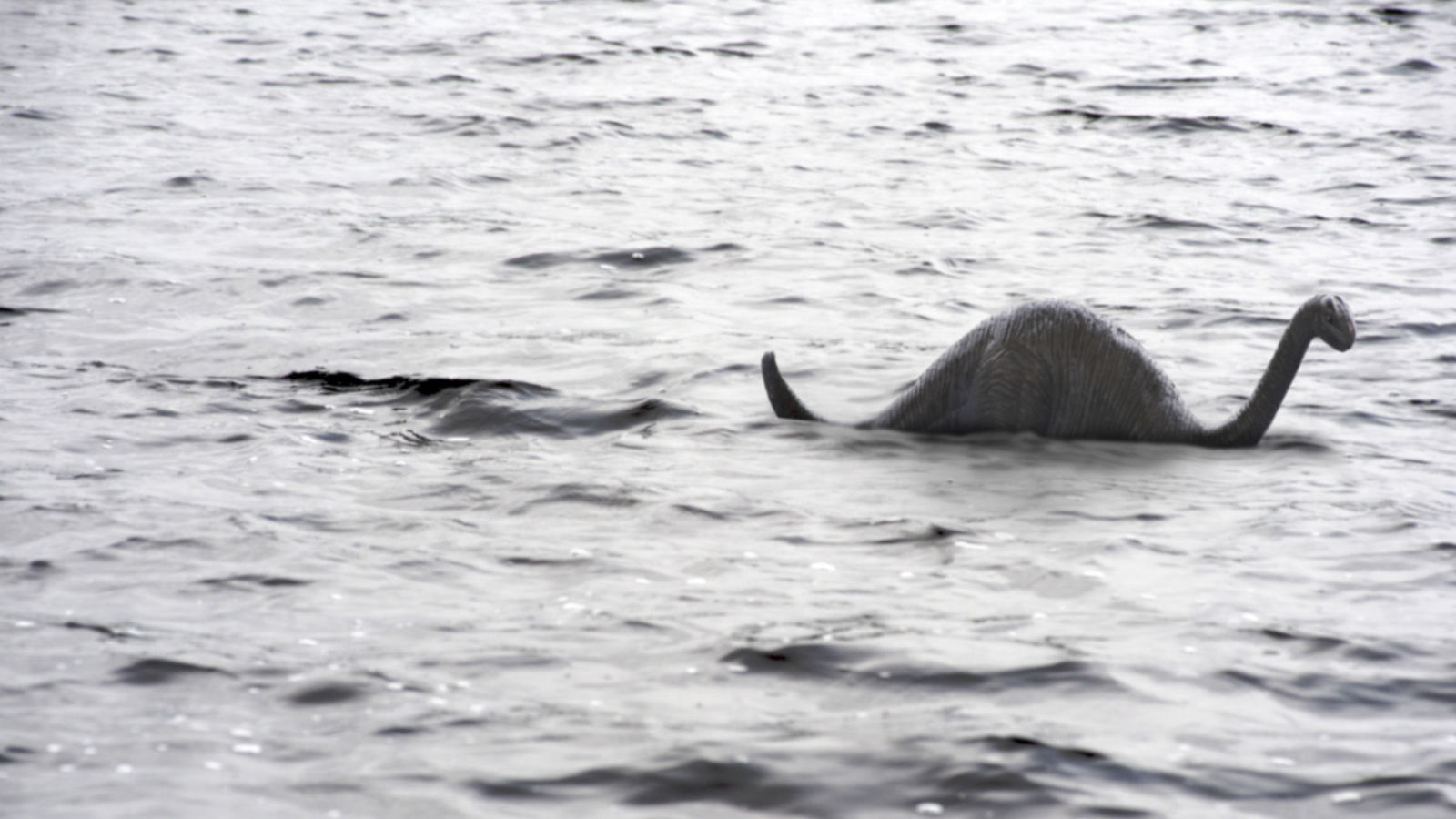 This new photograph is definitely the loch ness monster and not a sea lion