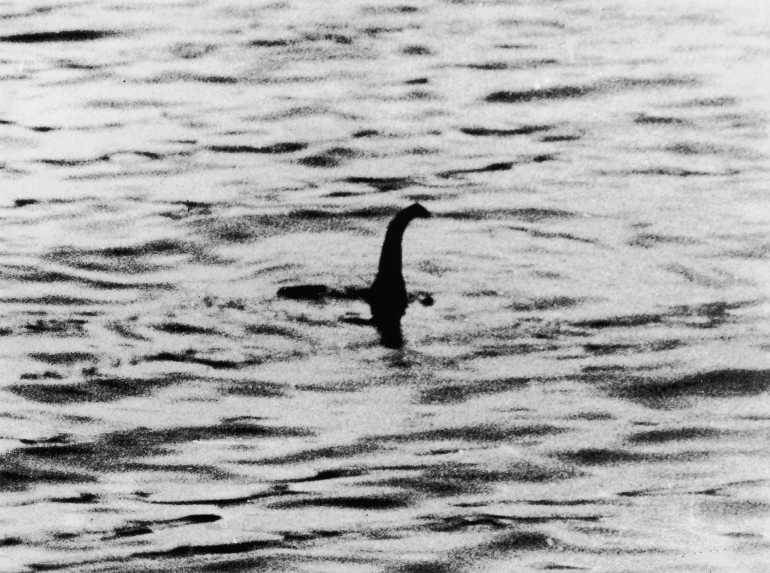New study suggests mythical loch ness monster may be a giant eel
