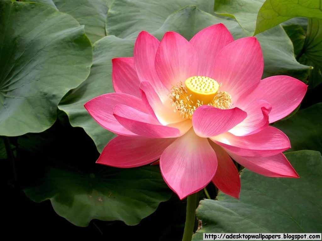 Lotus flower wallpaper for puter