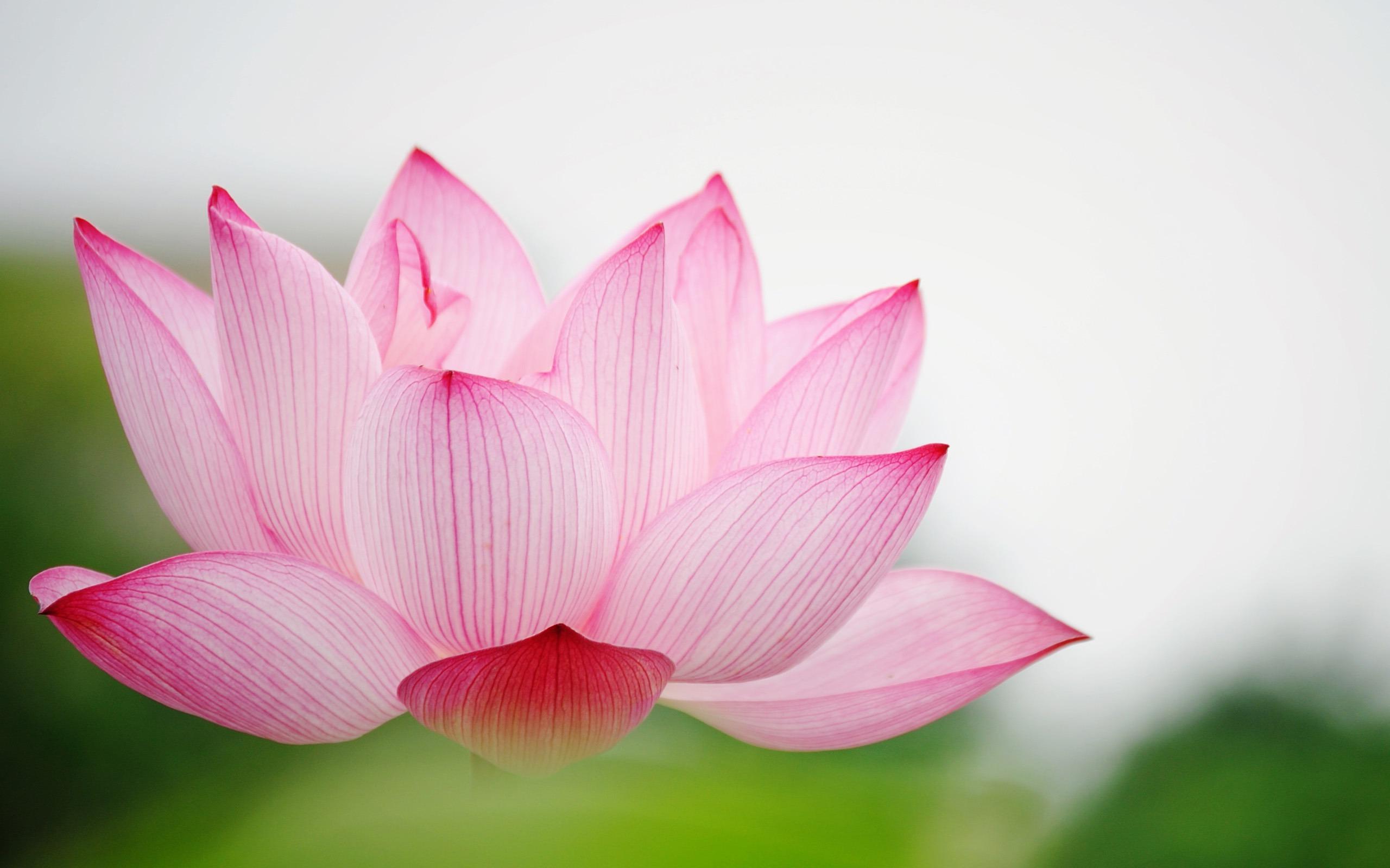 Lotus flower wallpapers hd desktop and mobile backgrounds