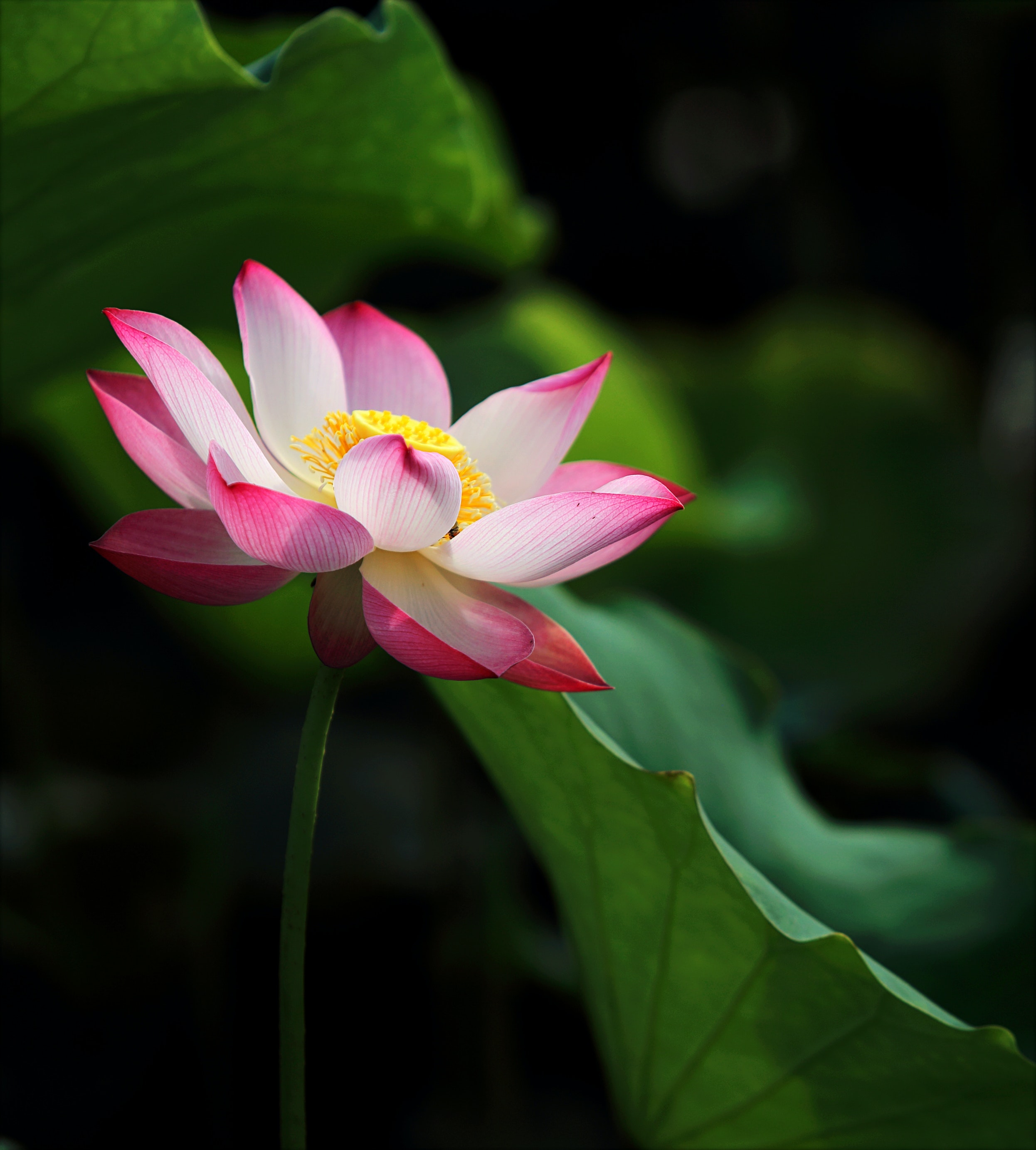 Lotus flower photos download the best free lotus flower stock photos hd images
