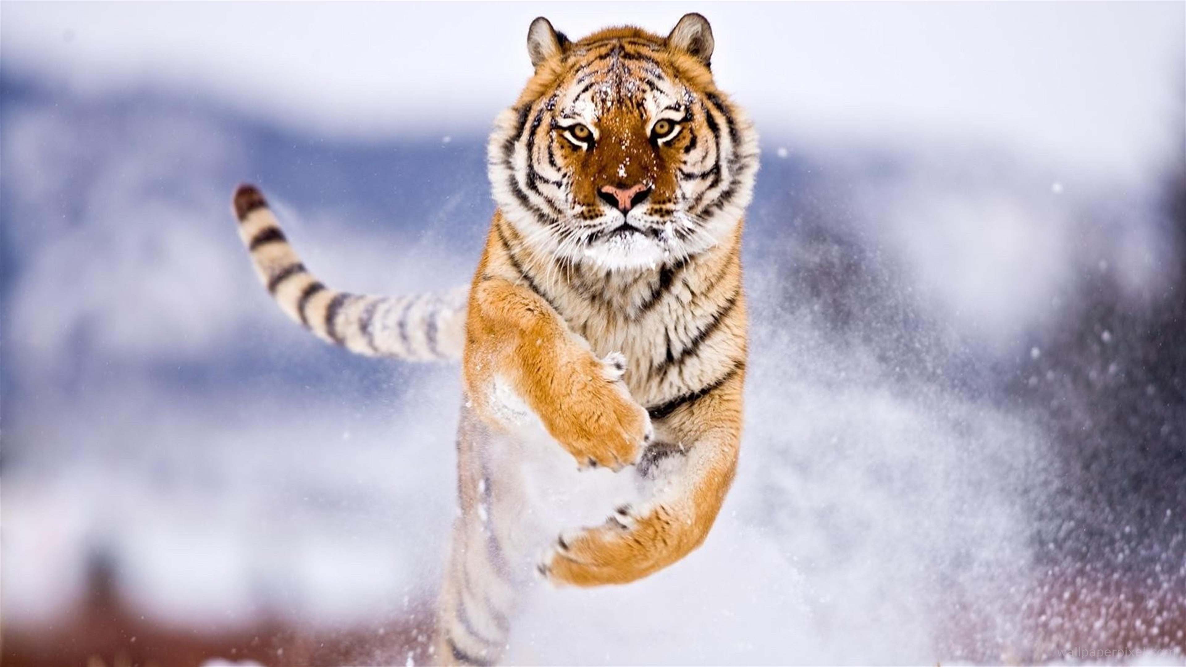 Hd wallpapers of majestic animals from around the globe