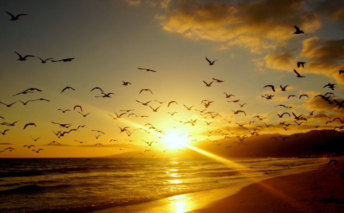 Sunrises sunsets coast birds usa malibu california rays sea ocean wallpaper x