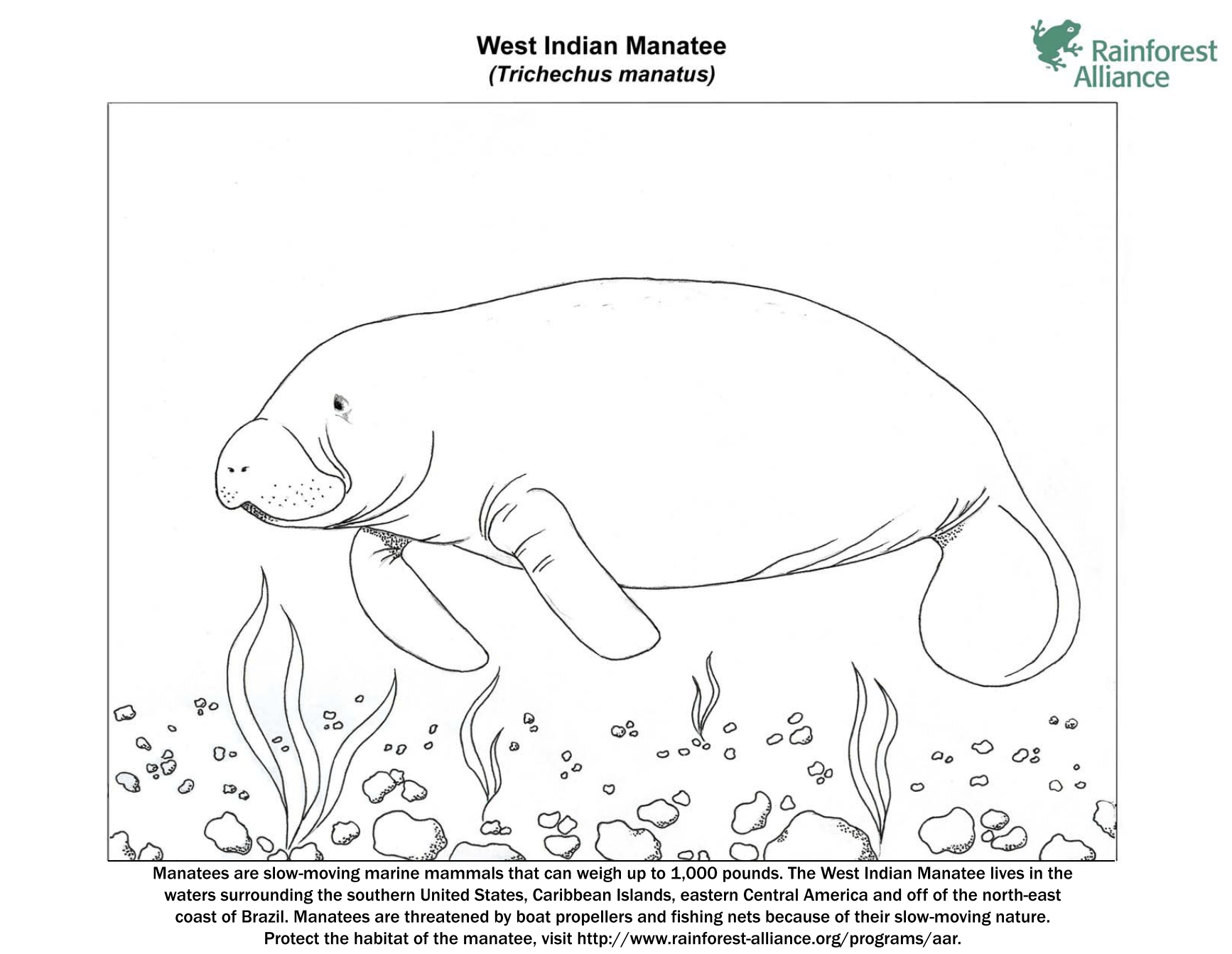 Manatee coloring page rainforest alliance
