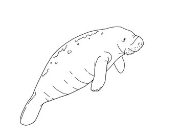 Florida manatee coloring page by mama draw it tpt