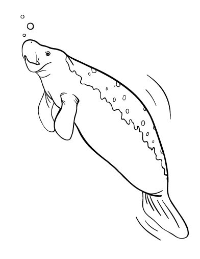 Free manatee coloring page