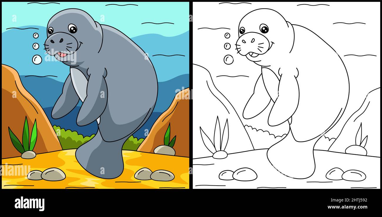 Manatee coloring page colored illustration stock vector image art