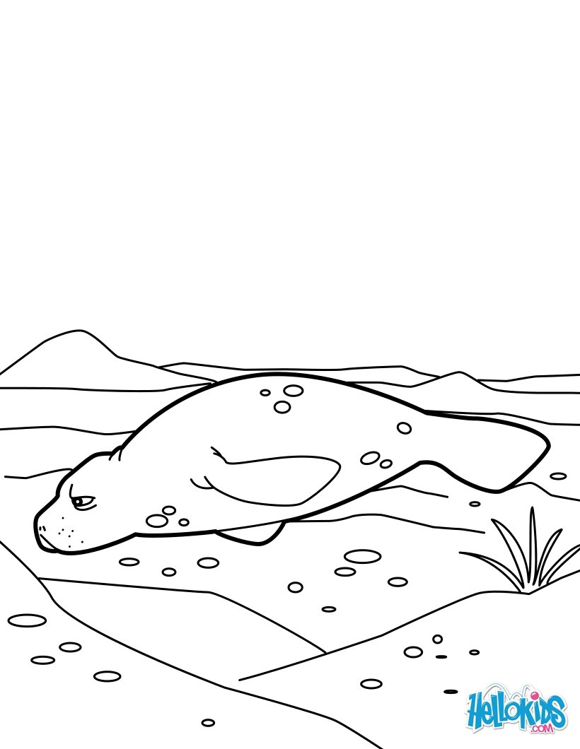 Manatee coloring pages