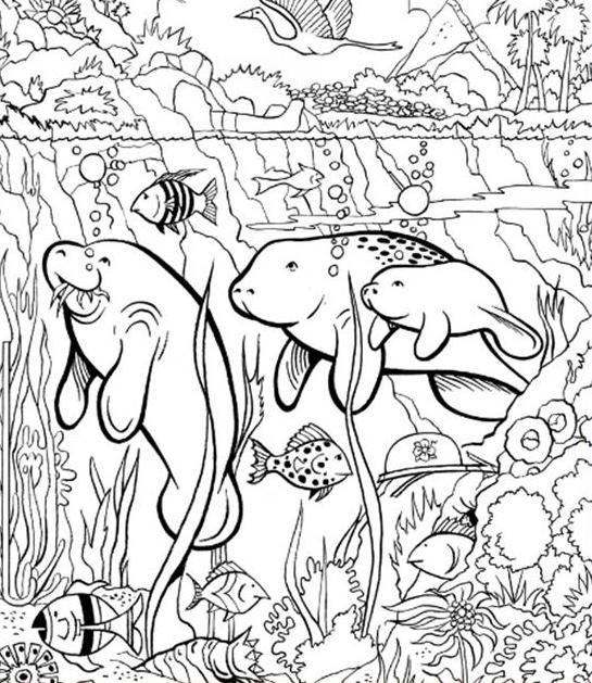 Pin by kamalapua on hidden pictures hidden pictures coloring pages manatee
