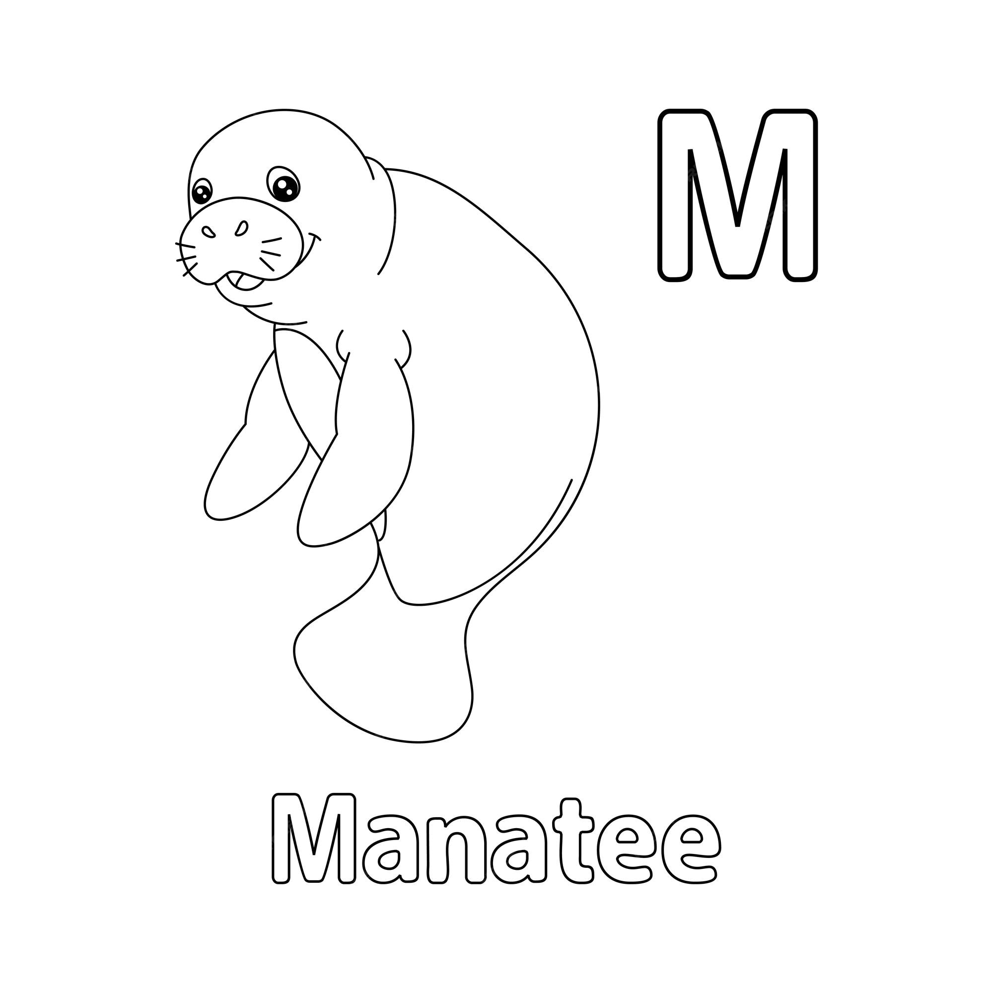 Premium vector manatee alphabet abc coloring page m