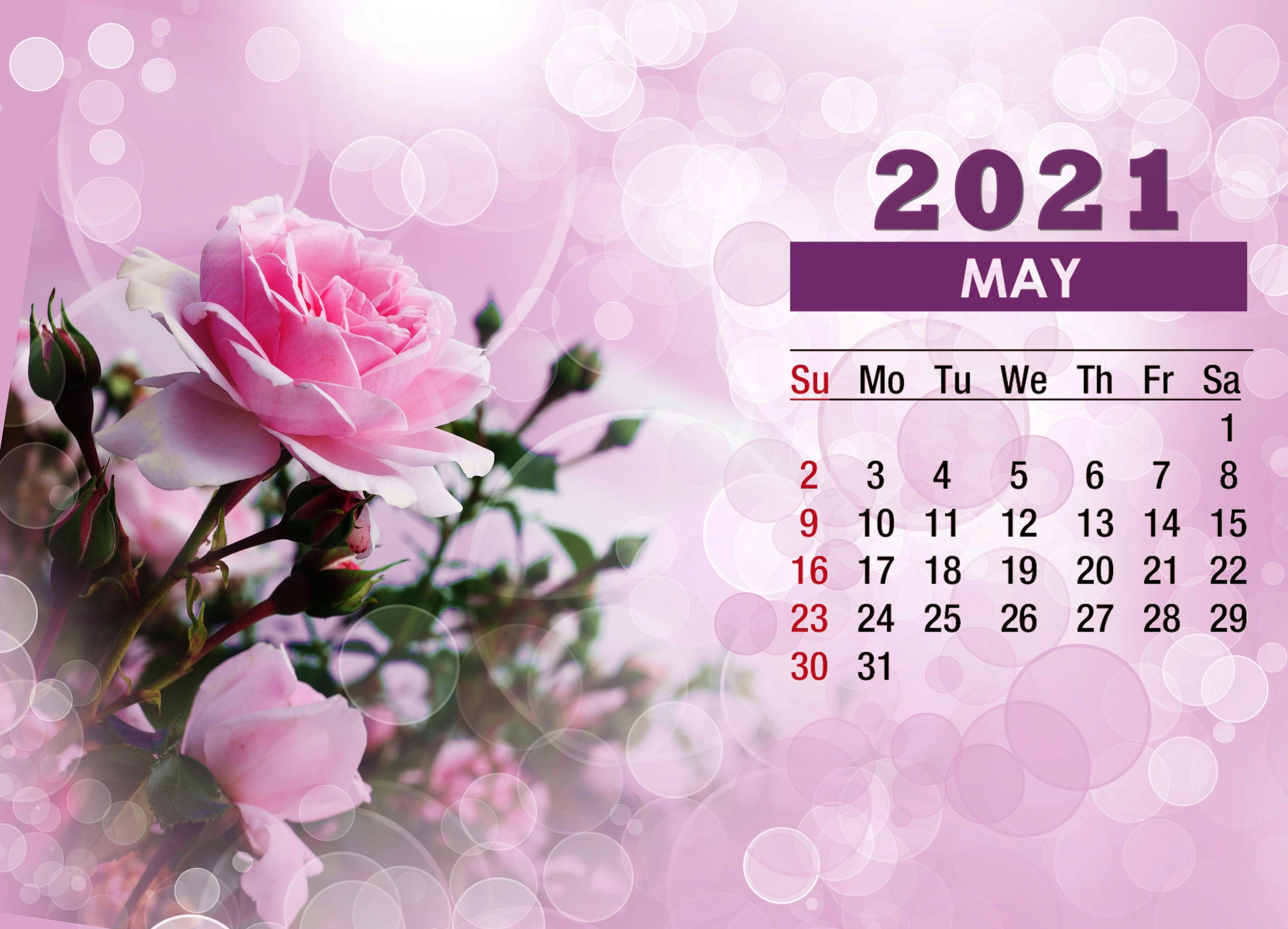 May calendar pink rose wallpaper