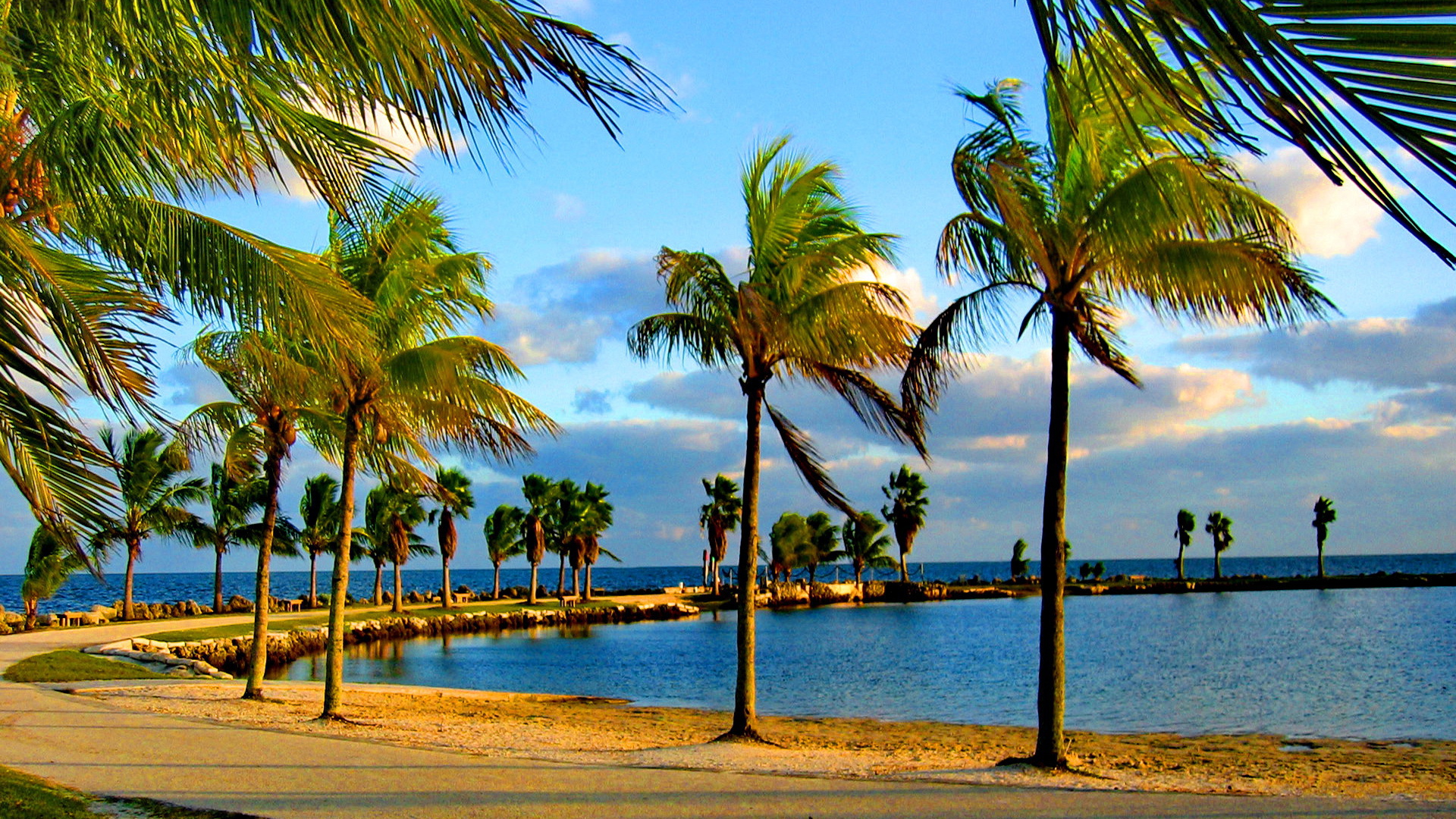 Palm trees on the coast of miami desktop wallpapers x