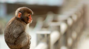 Monkey full hd hdtv fhd p wallpapers hd desktop backgrounds x downloads images and pictures