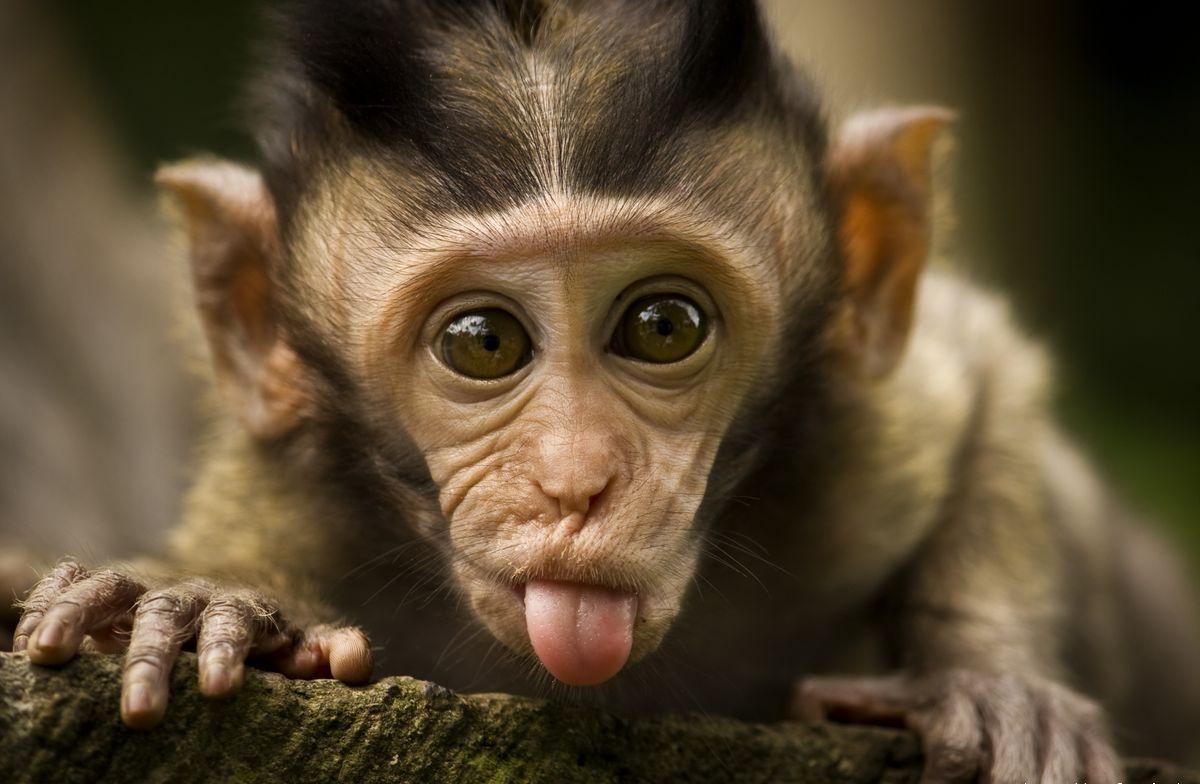 Monkey desktop wallpapers