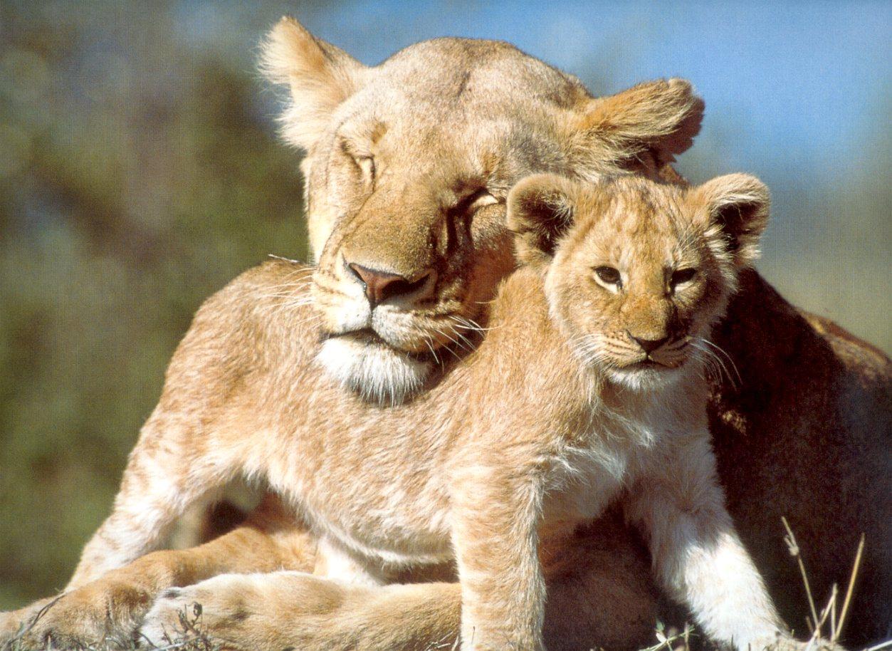 Mother and baby animals wallpapers