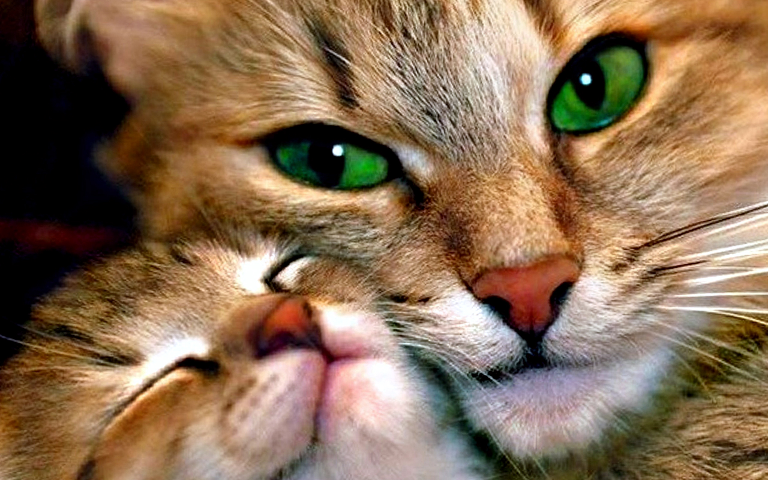 Mother and child cat wallpapers hd desktop and mobile backgrounds