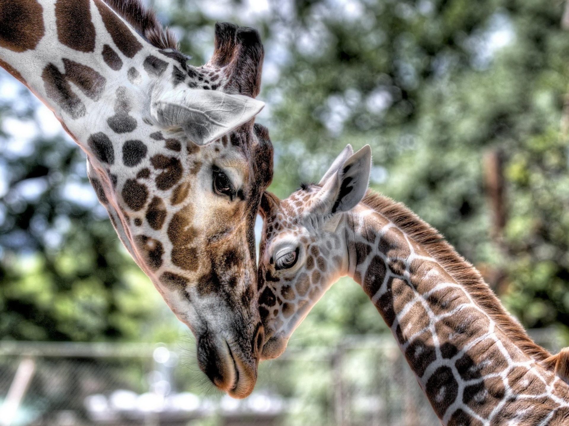 Animals giraffe mother cub baby tenderness hd wallpapers for mobile phones and laptops x