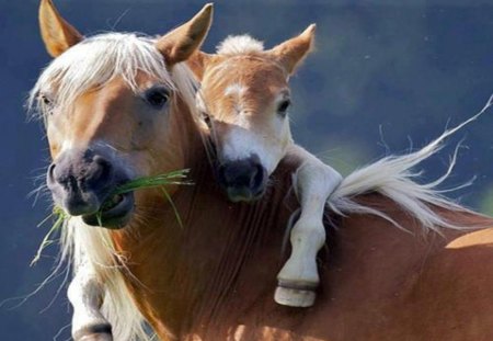 Horse mother and baby