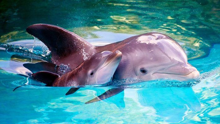 Animals from the sea dolphin mother and baby dolphin hd wallpaper for desktop ã ausgestopftes tier niedliche tierbabys sããeste haustiere