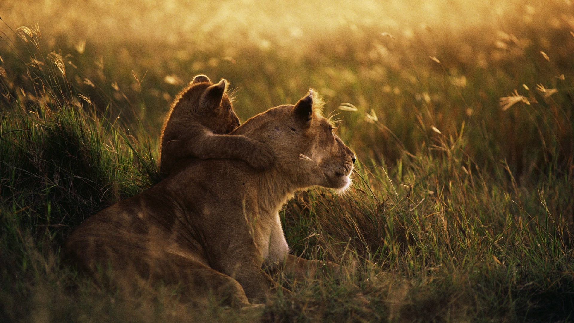 Grass depth of field animals love photography lion baby animals sunset